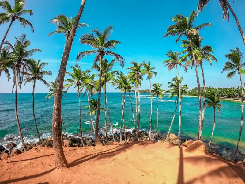 Palm trees on beach shore during daytime