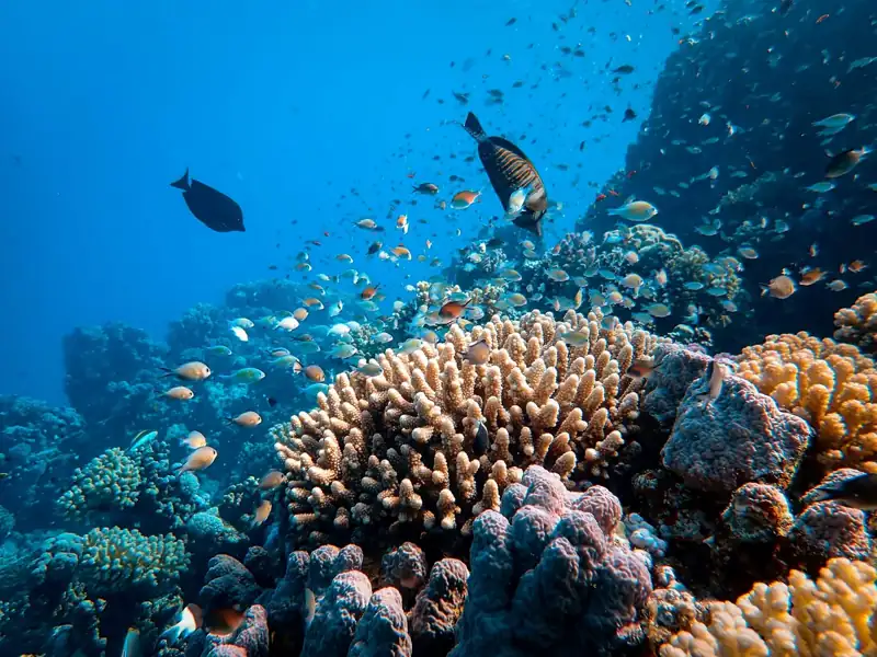 School of fish in body of water