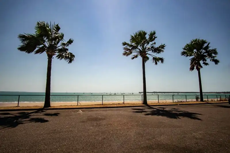 Palm tree by the beach