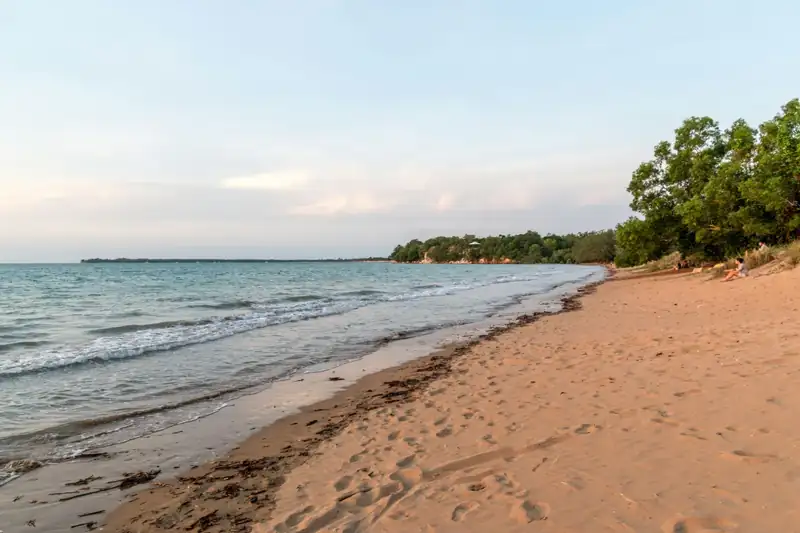 Green trees on brown sand beach during daytime