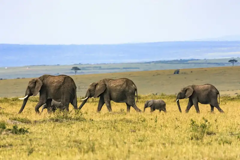 Five elephants on brown grass