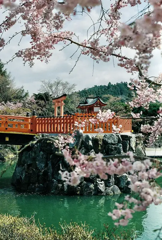 A red bridge and torii gate on a stone base surrounded by cherry blossoms