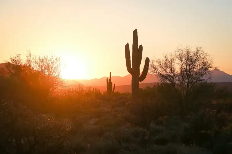 Silhouette of cactus during sunset