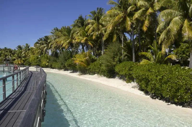 A wooden walkway leading to a beach with palm trees