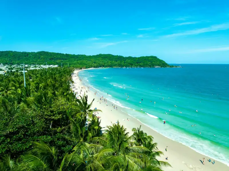 A beach with palm trees and people on it