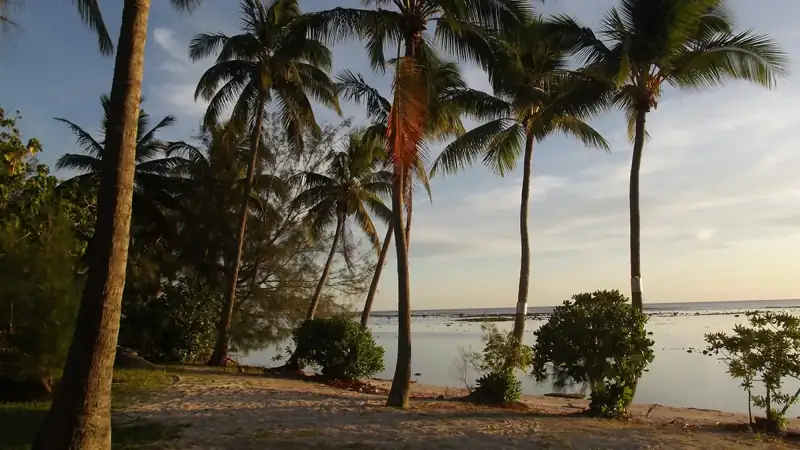 A beach with palm trees and a body of water