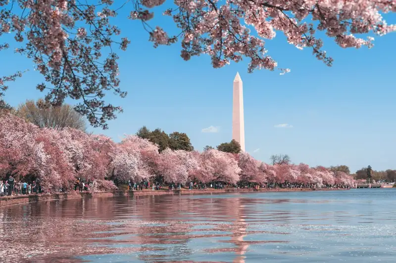 The Washington Monument framed by blooming cherry trees along the Tidal Basin in Washington DC